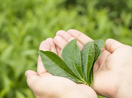 摘みたての茶葉